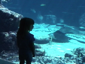 The Aquarium at Atlantis in Nassau.